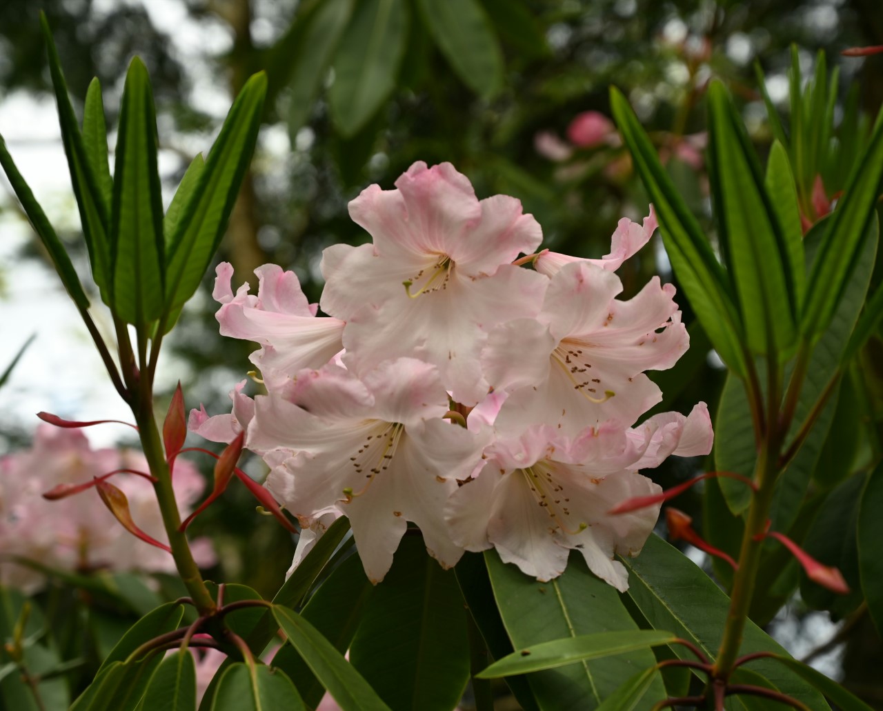 R. fortunei AGM